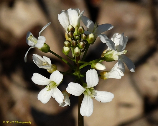 {Cardamine bulbosa}